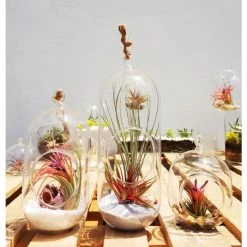 Vase Market Glass Hanging H-9.5" Terrarium Capsules Vase (Multiple Packing) -vasemark Shop capsule terrarium 6 9 12 inch tall gch116 3