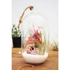 Vase Market Glass Hanging H-9.5" Terrarium Capsules Vase (Multiple Packing) -vasemark Shop capsule terrarium 9 inch tall gch116 09 1 2