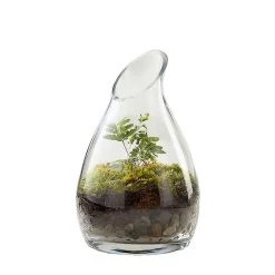 Vase Market Glass Slant Cut H-7.25" Carafe Vase (Multiple Packing)