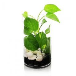 Vase Market Glass Cylinder Vase. H-10", D-5" Wedding Centerpiece (Multiple Packing) -vasemark Shop gcy055 10