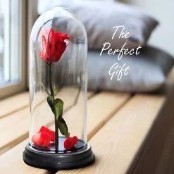 Vase Market Glass Dome Cloche H-14.5" D-6.9" Bell Jar With Wood Base -vasemark Shop gdo110 14wb gift