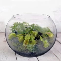 Vase Market Glass Bubble Bowl H-11" Body D-14" Large Fish Bowl (Multiple Packing) -vasemark Shop glass bubble bowl gbb107 plant 1000