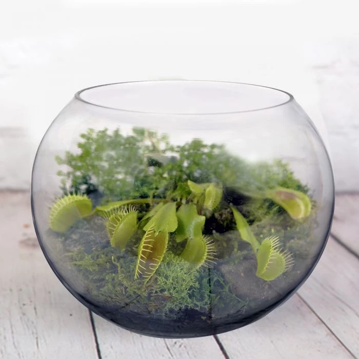 Vase Market Glass Bubble Bowl H-12" Body D-16" Large Fish Bowl (Multiple Packing) 4 Vase Market Glass Bubble Bowl H-12" Body D-16" Large Fish Bowl (Multiple Packing) - Image 4