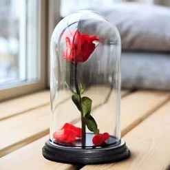 Vase Market Glass Dome Cloche H-11" D-7" Bell Jar With Wood Base (Multiple Packing) -vasemark Shop glass dome with black wood base gdo110wb 2 1