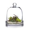 Vase Market Glass Cloche Dome H-11", D-8" Bell Jar Terrarium W/ Tray