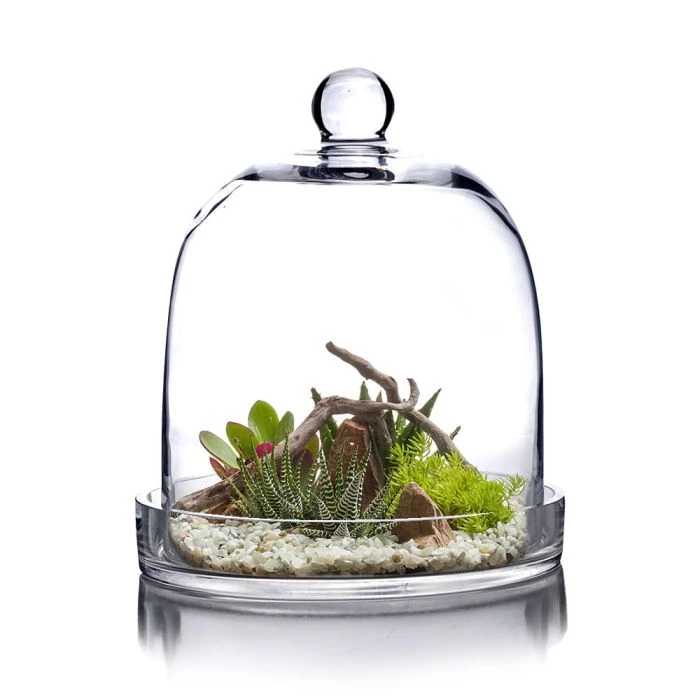 Vase Market Glass Cloche Dome H-11", D-8" Bell Jar Terrarium W/ Tray 1 Vase Market Glass Cloche Dome H-11", D-8" Bell Jar Terrarium W/ Tray