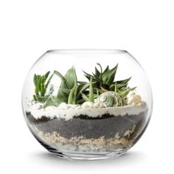 Vase Market Glass Bubble Bowl H-6" Body D-8" Terrarium Bowl (Multiple Packing)