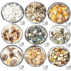 Vase Market 470 Pcs Assorted Mixed Beach Seashells, 0.5"- 3" - 9 Lbs Bag -vasemark Shop mixed sea shells vfss2007 2