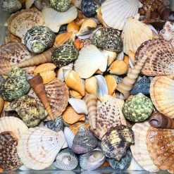 Vase Market 470 Pcs Assorted Mixed Beach Seashells, 0.5"- 3" - 9 Lbs Bag