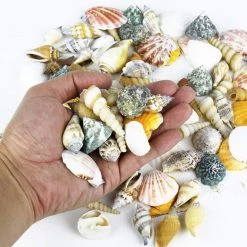 Vase Market 470 Pcs Assorted Mixed Beach Seashells, 0.5"- 3" - 9 Lbs Bag -vasemark Shop mixed sea shells vfss2007 3