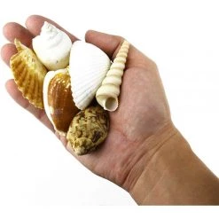 Vase Market 470 Pcs Assorted Mixed Beach Seashells, 0.5"- 3" - 9 Lbs Bag -vasemark Shop mixed sea shells vfss2007 4