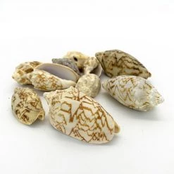 Vase Market 13.2 Lbs Vase Filler Volute Sea Shell 1.8" - 3" (Approximately 240 Pcs) - Multiple Packing