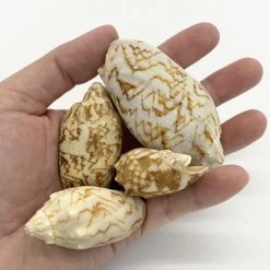 Vase Market 13.2 Lbs Vase Filler Volute Sea Shell 1.8" - 3" (Approximately 240 Pcs) - Multiple Packing -vasemark Shop sea shells vfss0104 00 3