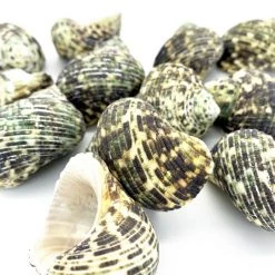 Vase Market 13.2 Lbs Vase Filler Turbo Shells 1"- 2.5" (Approx. 180 Pcs) - Multiple Packing -vasemark Shop seashells1 2
