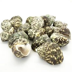 Vase Market 13.2 Lbs Vase Filler Turbo Shells 1"- 2.5" (Approx. 180 Pcs) - Multiple Packing