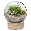 Vase Market Slant Cut Bubble H-8.5" D-4.5" Terrarium Bowls With Wood Base (Multiple Packing)