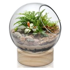 Vase Market Slant Cut Bubble H-8.5" D-4.5" Terrarium Bowls With Wood Base (Multiple Packing)