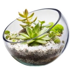 Vase Market Glass Slant Cut Bowl. H-9" D-10" Tilted Bowl Terrarium (Multiple Packing)