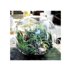 Vase Market Glass Bubble Bowl H-10" Body D-12" Large Bowl (Multiple Packing) -vasemark Shop succulents air plants terrarium 12 inch bubble fish bowl gbb105