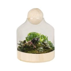 Vase Market Glass Dome W/ Wood Base & Stopper H-9.5" Body D-7" (Multiple Packing) -vasemark Shop terrarium glass dome wood ball gch201 plant