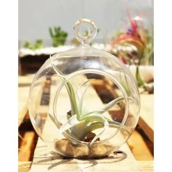 Vase Market Hanging Glass Plant Terrarium, Candle Holder. H-4.5" D-4" (Multiple Packing) -vasemark Shop terrarium globe 4 inch body gch101 04 2