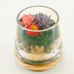 Vase Market Terrarium Vase On Wood Base Stand. H-6", D-4.5" (Multiple Packing) -vasemark Shop terrarium taper up vase wood base gch230 06 plant.1000 1