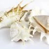 Vase Market 50 PCS Lambis 4"- 5" Shells Vase Filler (Multiple Packing)