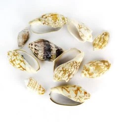 Vase Market 13.2 Lbs Vase Filler Volute Sea Shell 1.8" - 3" (Approximately 240 Pcs) - Multiple Packing -vasemark Shop vfss0104 00 1