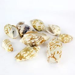 Vase Market 13.2 Lbs Vase Filler Volute Sea Shell 1.8" - 3" (Approximately 240 Pcs) - Multiple Packing -vasemark Shop vfss0104 00 3