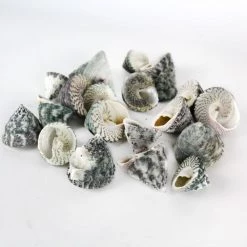 Vase Market 22 Lbs Vase Filler Striped Trocus Shells 1" - 2" (APPROX. 1300 PCS) - MULTIPLE PACKING