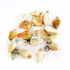 Vase Market 8.8 Lbs Strombus Sea Shells 2" - 3" (Approx. 240 Pcs) - Multiple Packing