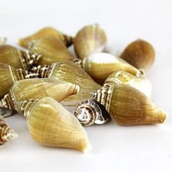 Vase Market 8.8 Lbs Strombus Sea Shells 2" - 3" (Approx. 240 Pcs) - Multiple Packing -vasemark Shop vfss0107 00 5