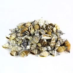 Vase Market 8.8 Lbs Brown Cream Strombus Urceus Conch Sea Shells 1" - 2" (Approximate 1060 Pcs)