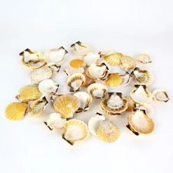 Vase Market 8.8 Lbs Fan Clam Orange Sea Shells 1" - 2.5" (Approx. 680 Pcs) - Multiple Packing