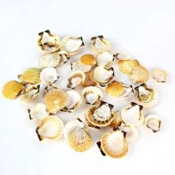 Vase Market 8.8 Lbs Fan Clam Orange Sea Shells 1" - 2.5" (Approx. 680 Pcs) - Multiple Packing -vasemark Shop vfss0201 00 3