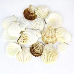 Vase Market 8.8 Lbs Cream Brown Pecten Vexillum Fan Sea Shells 2" - 4" (Approx. 220 Pcs) - Multiple Packing