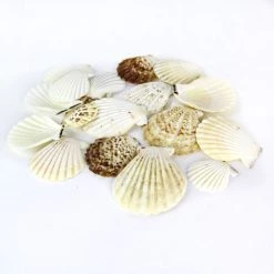 Vase Market 8.8 Lbs Cream Brown Pecten Vexillum Fan Sea Shells 2" - 4" (Approx. 220 Pcs) - Multiple Packing -vasemark Shop vfss0202 00 3