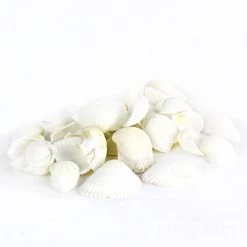 Vase Market 13.2 Lbs Cup Clam White Sea Shells 1" - 2" (Approx. 1080 Pcs) - Multiple Packing -vasemark Shop vfss0301 00 1