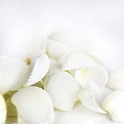 Vase Market 13.2 Lbs Cup Clam White Sea Shells 1" - 2" (Approx. 1080 Pcs) - Multiple Packing