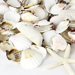 Vase Market Assorted Mixed Beach Seashells - 3.2 Lbs (Approx. 200 Pcs)